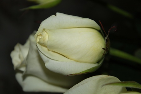 white roseの写真素材