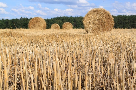 Field. A haystackの写真素材