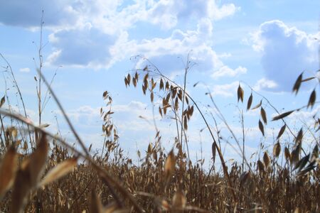 Field with oatsの写真素材