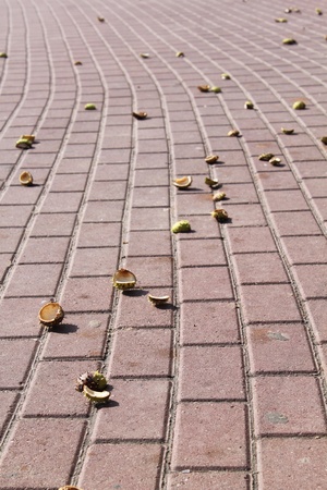Sidewalk. A tile. Chestnutsの写真素材
