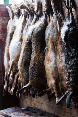 Several dead hares which were shot with a shotgunのeditorial素材
