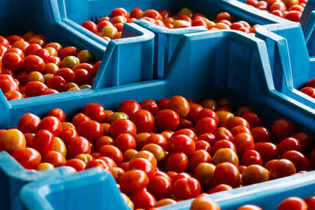 cherry tomatoes in a crate ready to be shipped