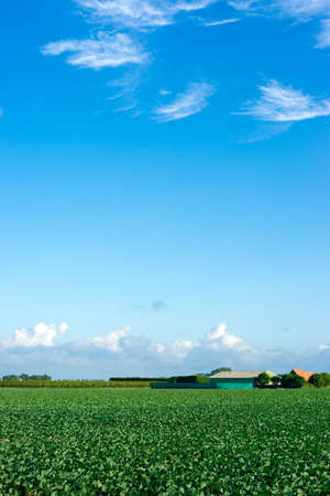 Farmland filled with cabbage and a blue skyの写真素材