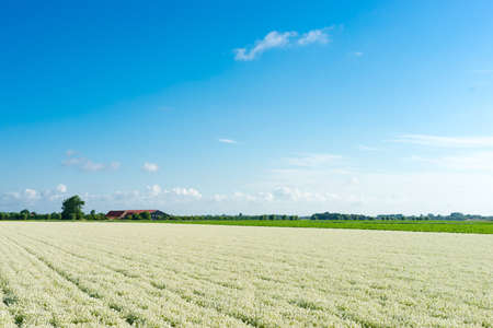 field filled with white alysium and a blue skyの写真素材