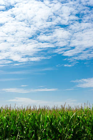 Field of corn in the sun with a blue sky and cloudsの写真素材