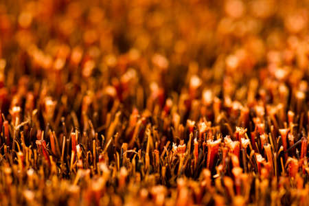 The broom with a shallow depth of field