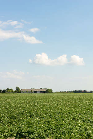 Field with flowering potatoes in the sunの写真素材