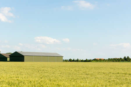Farmland with wheatの写真素材