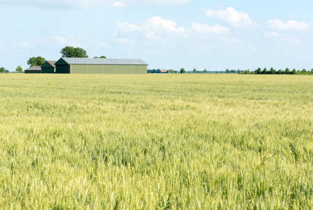 Farmland with wheatの写真素材