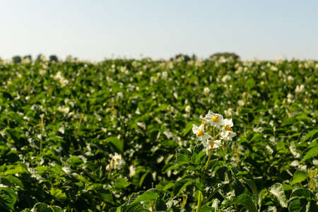 Field with flowering potatoes in the sunの写真素材