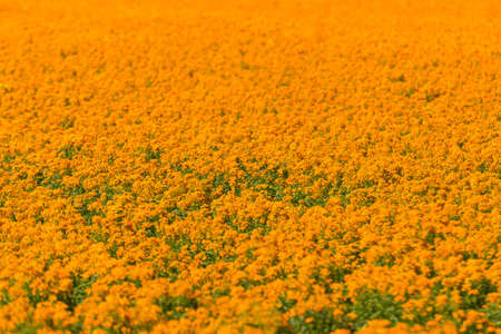 Orange flowers grown to produce the seedの写真素材
