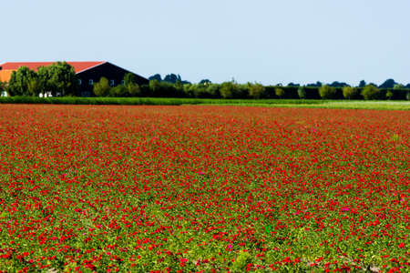 Red flowers grown to produce the seedの写真素材