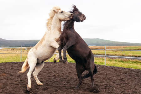 Iceland, Higher Borgarfjordur - 2019 August 31st Icelandic horses pose while wounding on a farm near...