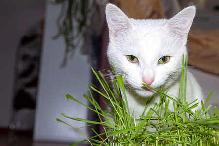 the cat takes good care of her coat, which results in intestinal hair. The grass removes all of this from the body.の写真素材
