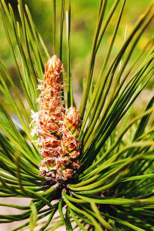 flowering pine bud on a twig up close