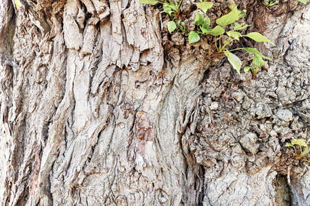 Background texture of an old tree trunk with offspring growing from it
