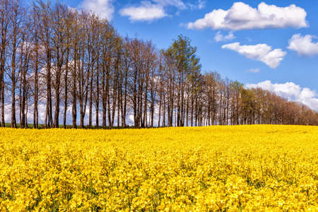 A yellow rape field next to trees under a blue sky with white cloudsの写真素材