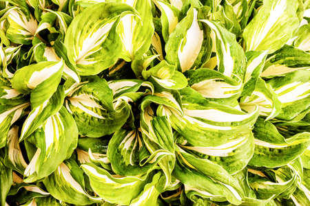 background from the top of the flower lily (Hosta)の写真素材