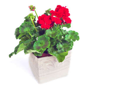 flower with red flowers on a white background
