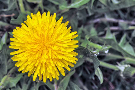 yellow medicinal flowers in early spring