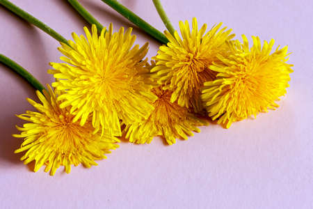 several wild yellow flowers that have healing properties