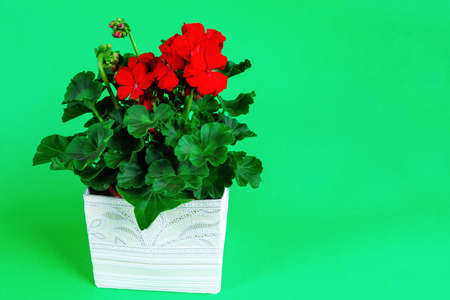 flower with red flowers on a green backgroundの写真素材