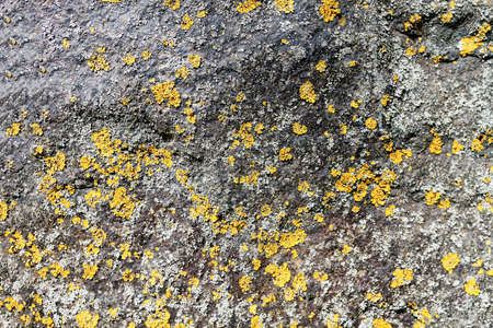 yellow and gray moss on the stoneの写真素材