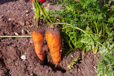 carrots grown in the fall are plucked from the soil