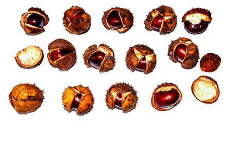 chestnuts of different colors with cracked shells isolated on a white background