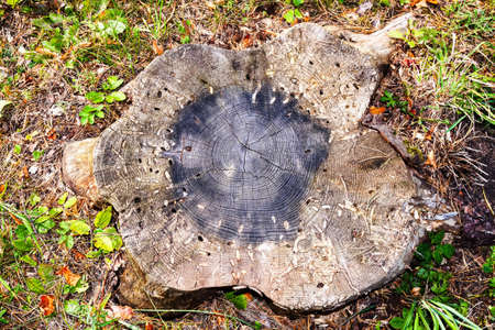 old pine stump view from aboveの写真素材