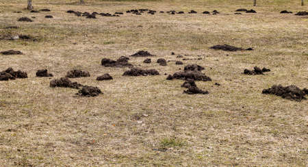 In early spring, moles dug piles of earth in the field.の写真素材