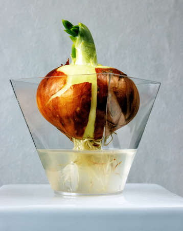 White onion grown leaves in a small glass container with water