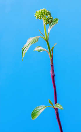 Twig Cornus alba with leaves and buds on a blue background, vertical viewの写真素材