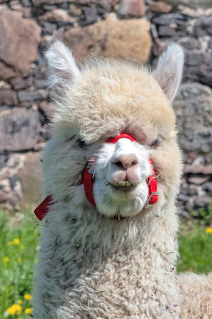 In the spring, a portrait of a white young Alpaca with a red halter coming out of the bearingの写真素材