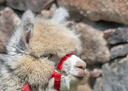 Close-up portrait of a young white alpaca in springの写真素材