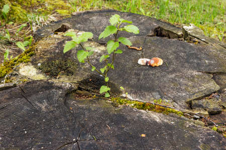 The new plant is grown among the old tree stumps in the spring