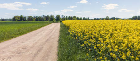 A field of flowering rape next to a road with a rural landscape