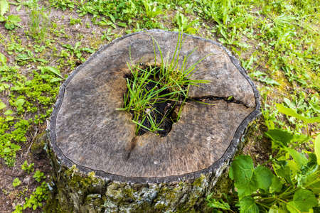 An old stump of a July tree in summer with a rotten hole in which grass growsの写真素材