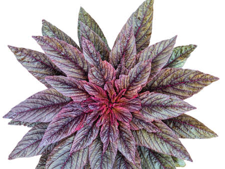 Amaranth plant in summer on a white background view from aboveの写真素材