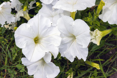 White petunia flowers in summer up close in the garden on a meadowの写真素材