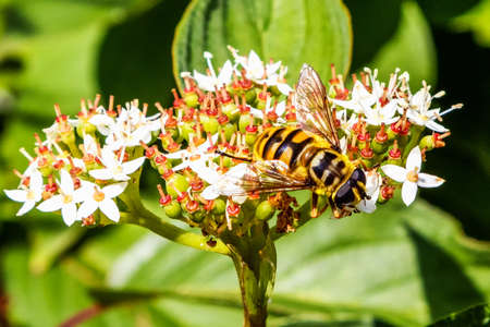 A bee in autumn on a flowering Cornus sericea that is nearing flowering up close during the day
