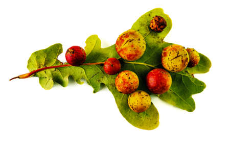 Oak leaf apple disease consisting of insect larvae isolated on a white backgroundの写真素材