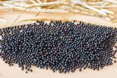 Ripe rapeseed with pods in a pile on an orange backgroundの写真素材