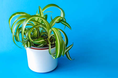Houseplant Chlorophytum comosum plant with long leaves in a pot on a blue backgroundの写真素材