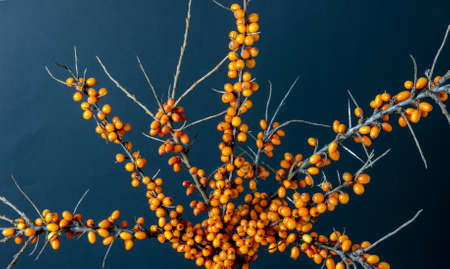 Sea buckthorn berries in late autumn with twigs on a dark backgroundの写真素材
