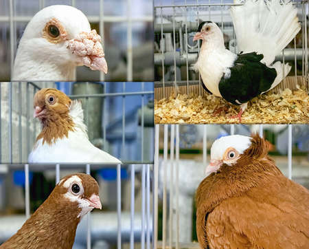 A collage of portraits of pigeons of different breeds of birds in the exhibition in cagesの写真素材