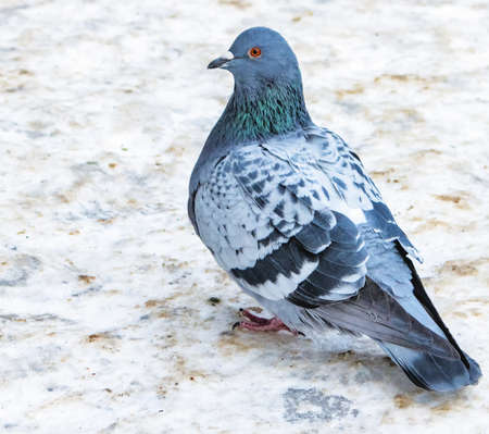 Blue April stands on the snow on a cold winter dayの写真素材
