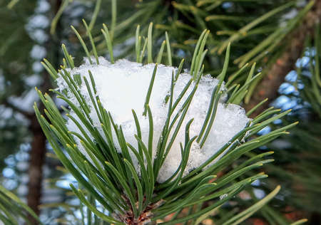 A large snow crown on a young pine twig in the winter against a blurred background