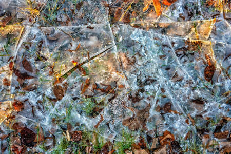 The leaves of trees of different colors under the cracked ice in winter on a blurred background