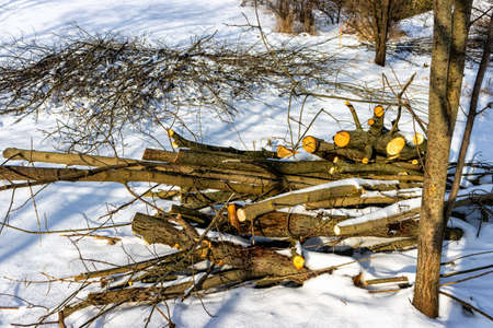 In winter, a pile of trees with pruned branches for firewood is cut down in the forestの写真素材